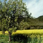 Primavera al pla del Pasteral