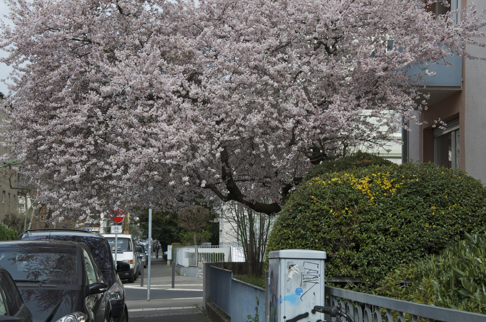 Primavera alegrando la ciudad