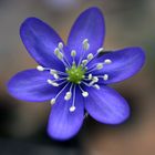 primavera anche a 1100 metri, che bello, finalmente si puo iniziare ad andare in montagna tranquilli