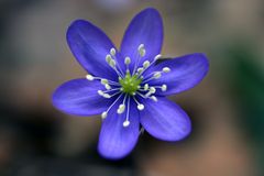 primavera anche a 1100 metri, che bello, finalmente si puo iniziare ad andare in montagna tranquilli