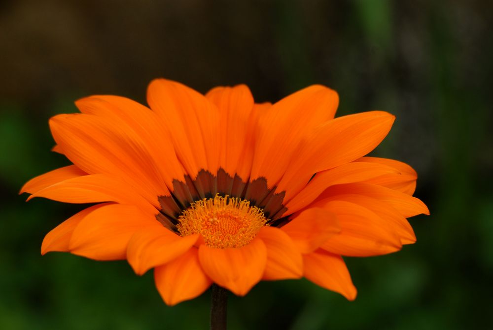 Primavera arancione