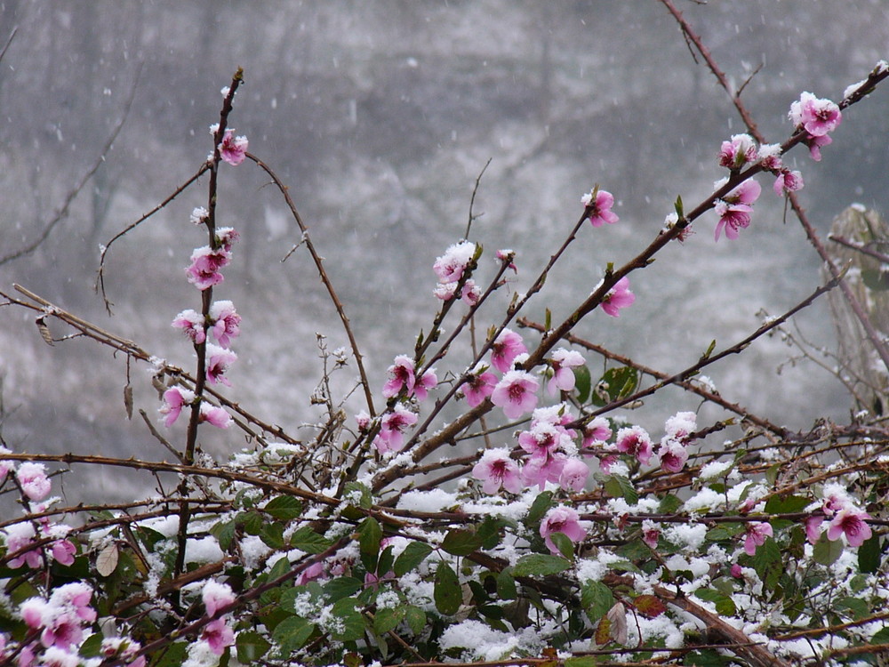 Primavera atrapada por el invierno.