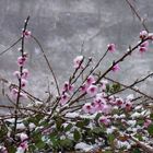 Primavera atrapada por el invierno.