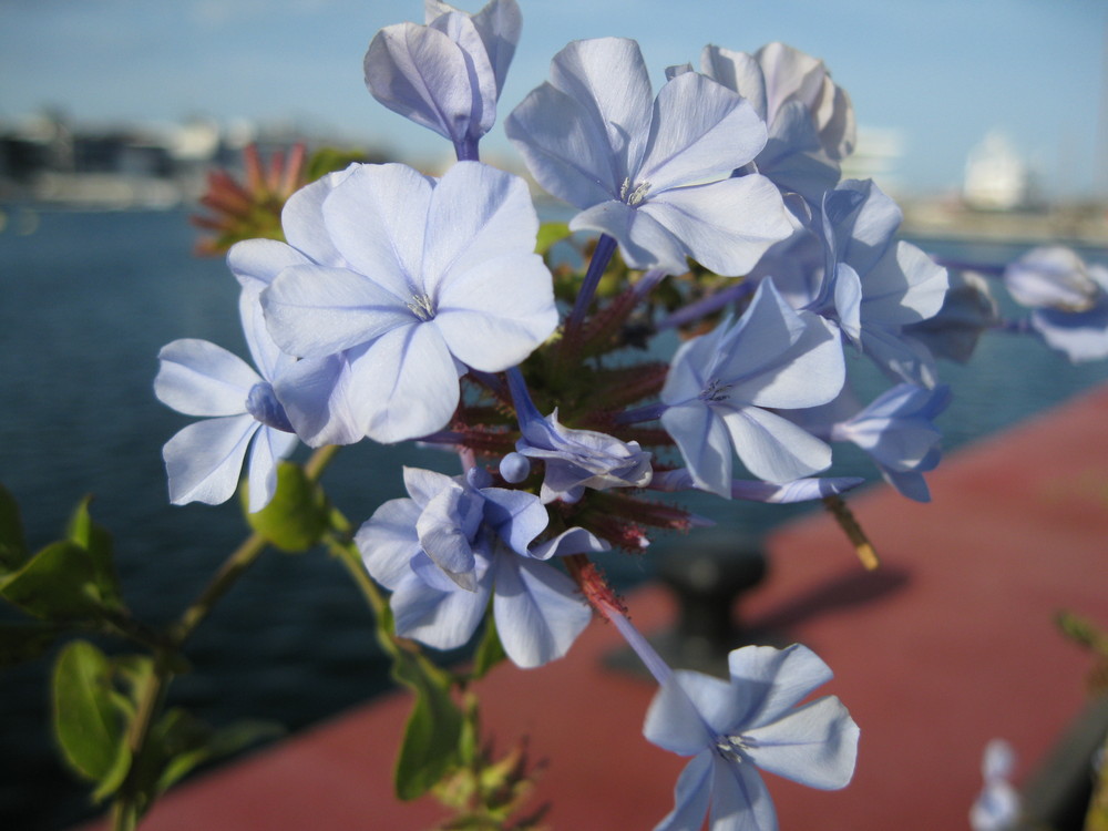 primavera azul en el puerto