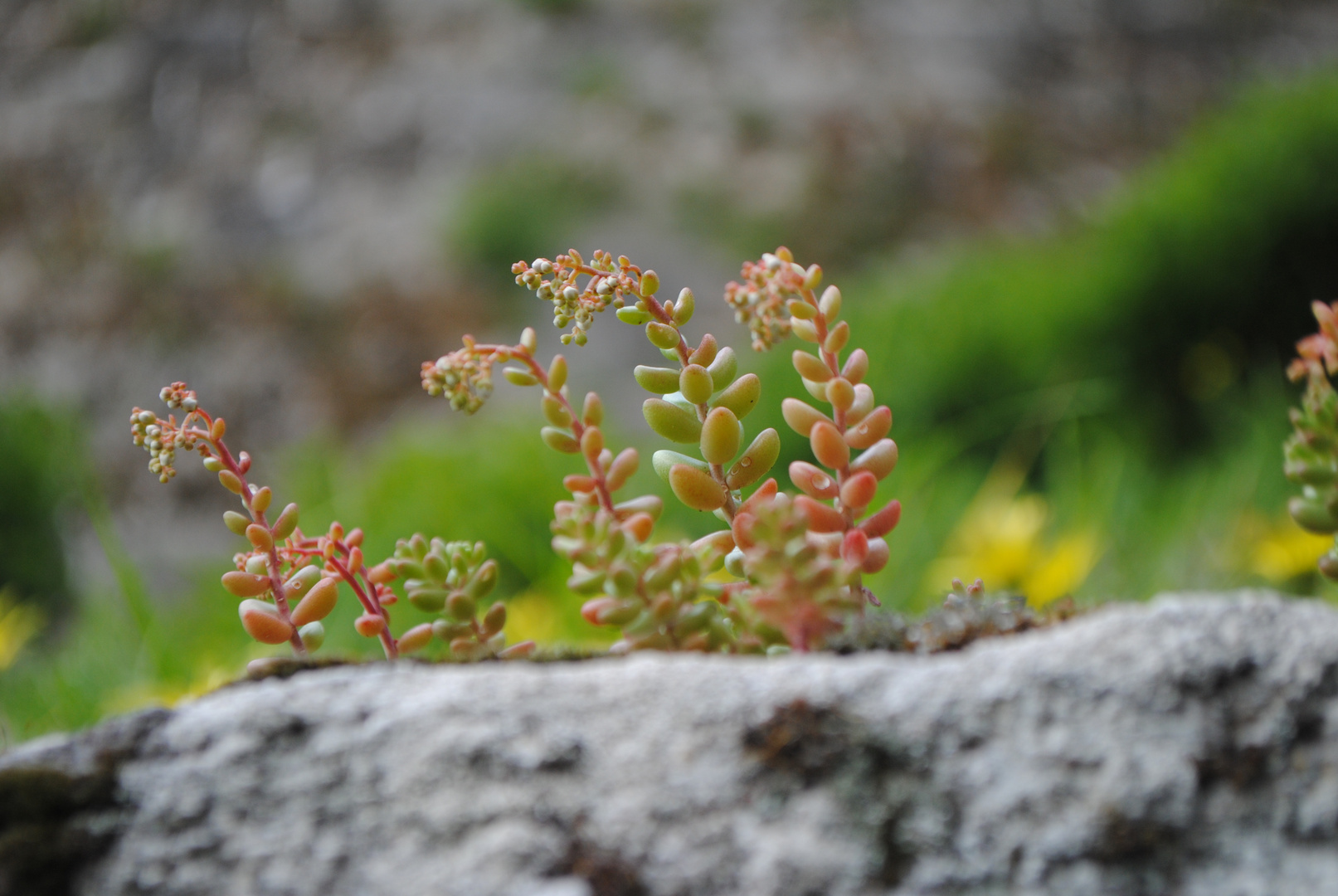 primavera