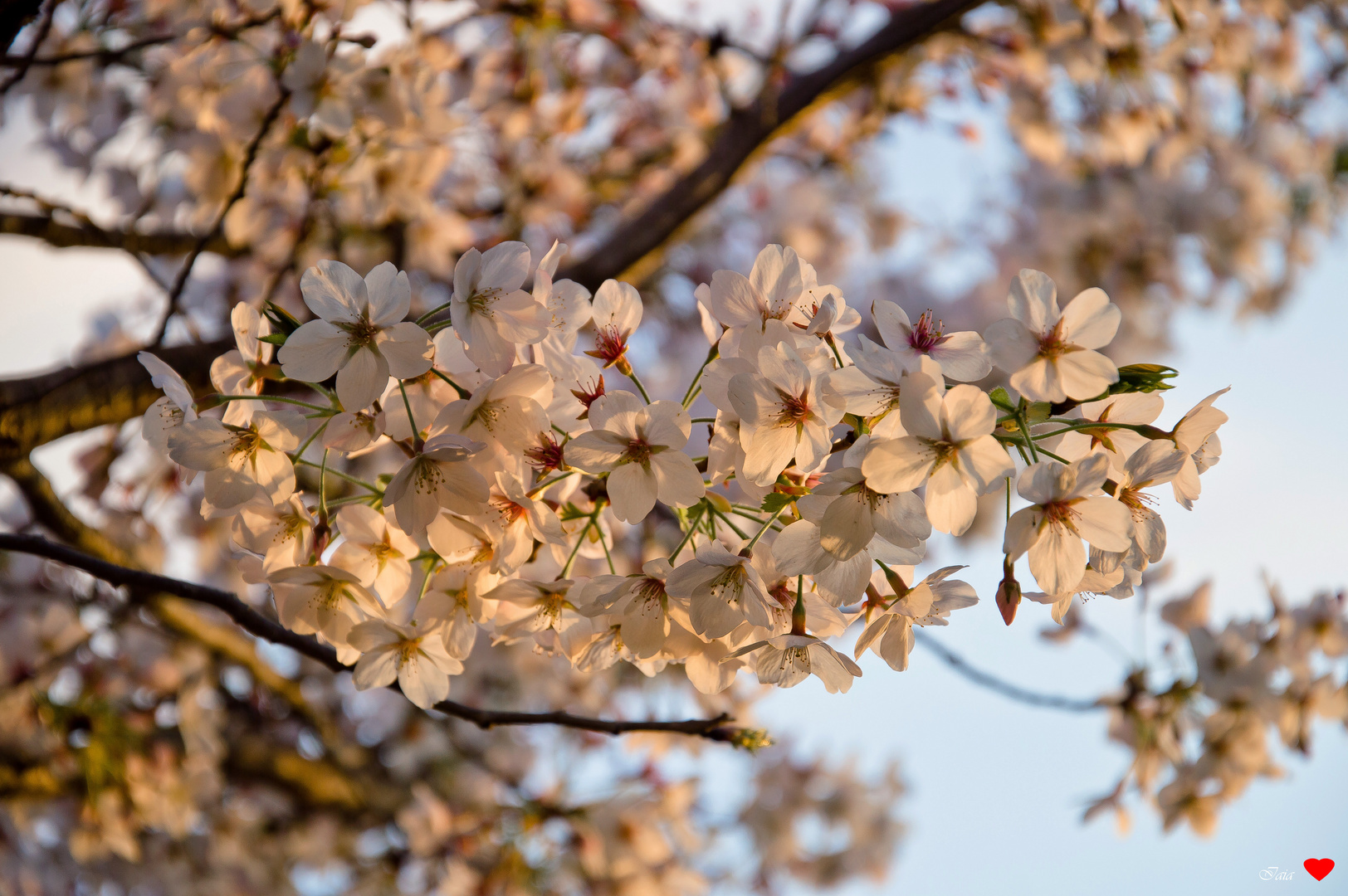 Primavera