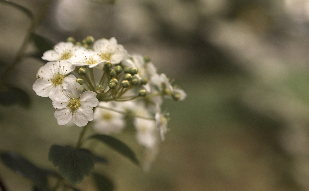 Primavera