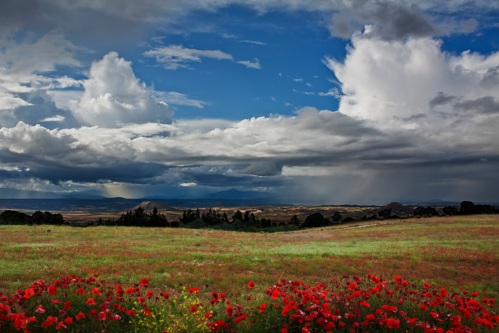 Primavera