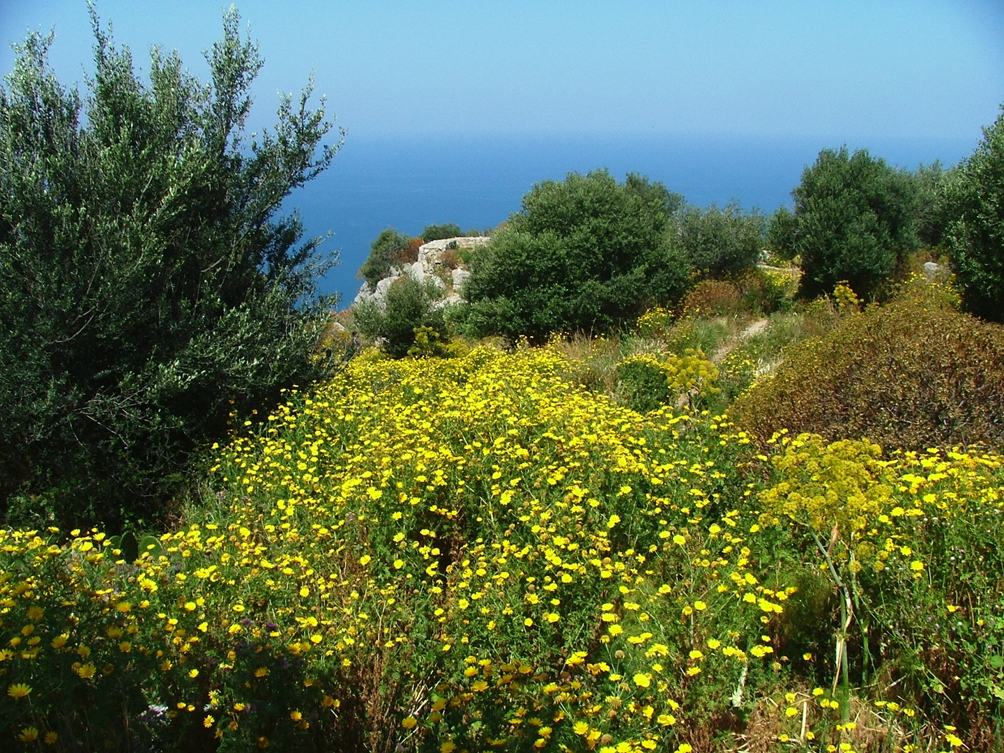 Primavera bella ...