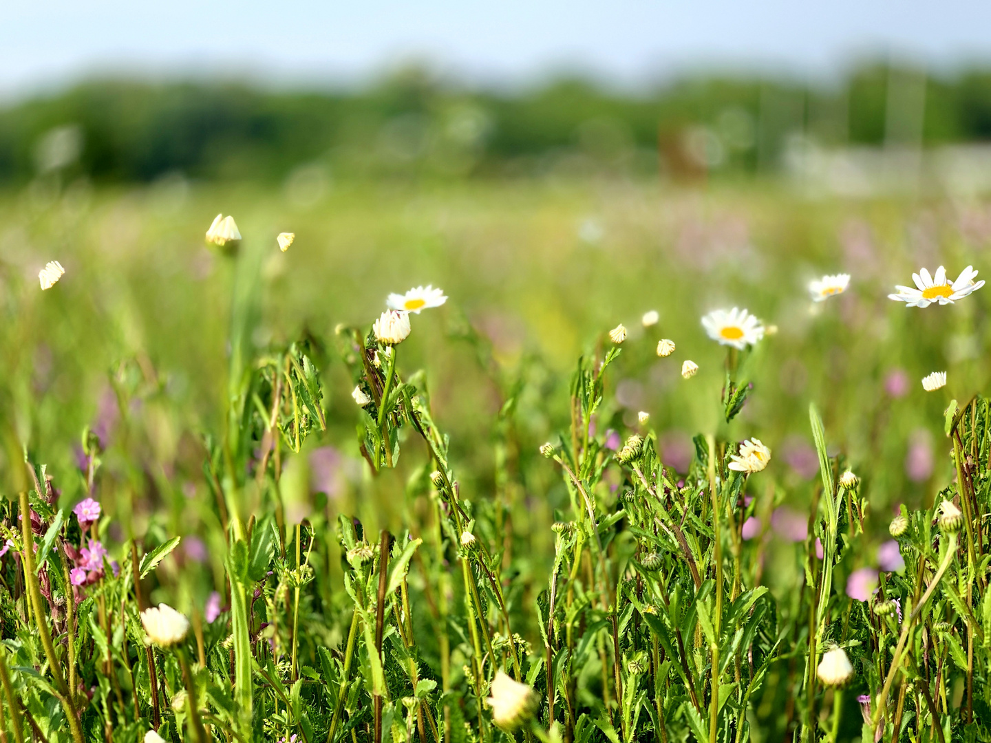 Primavera 