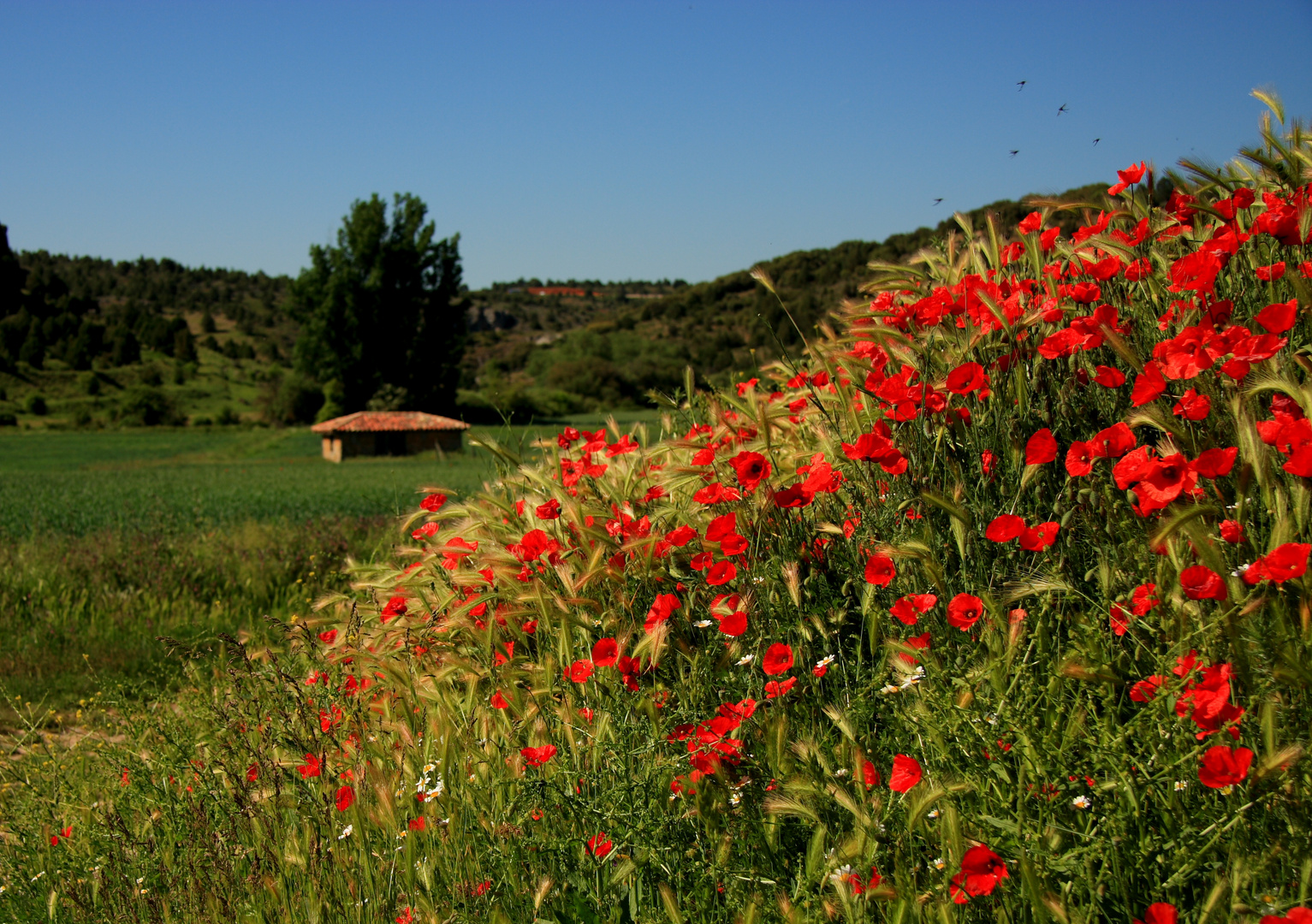 PRIMAVERA CASTELLANA