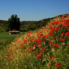 PRIMAVERA CASTELLANA