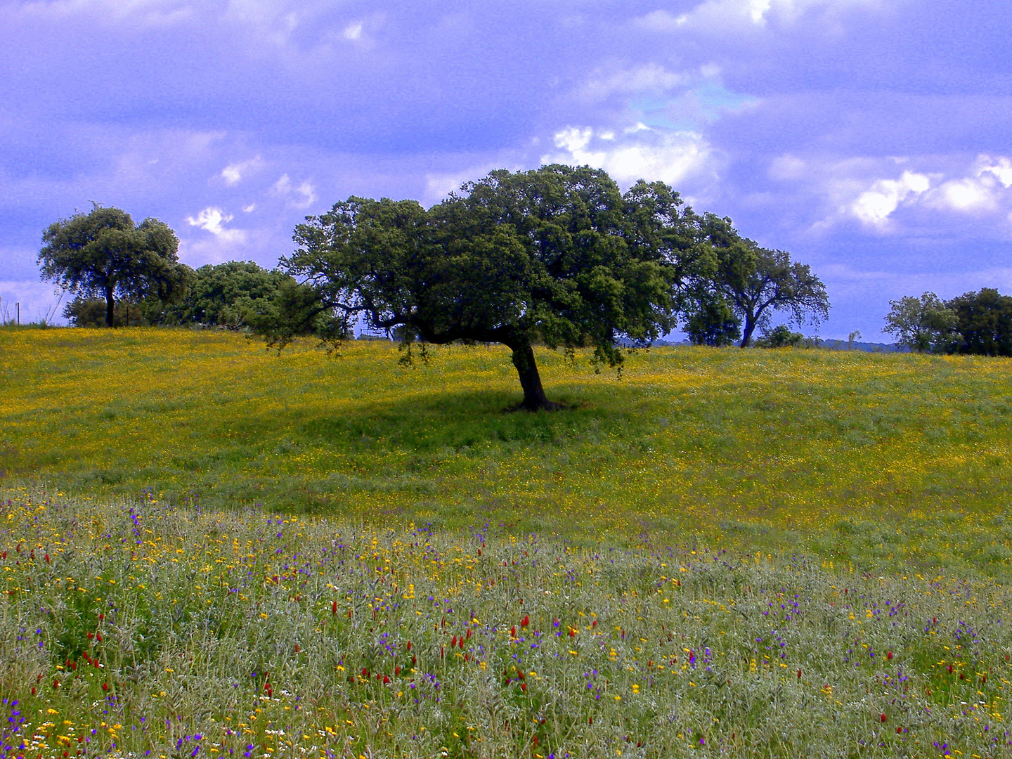 Primavera