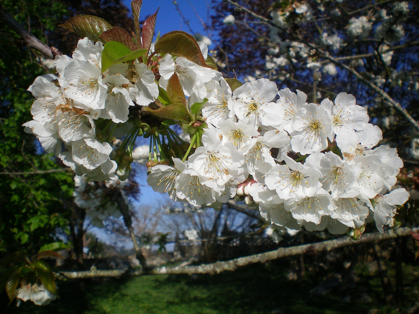 primavera