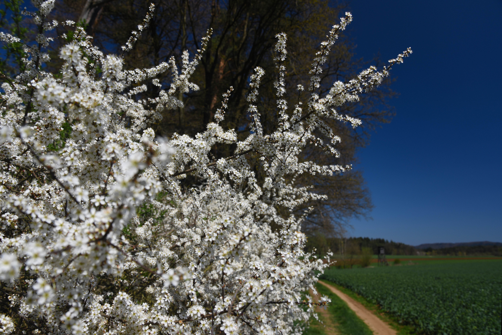 Primavera