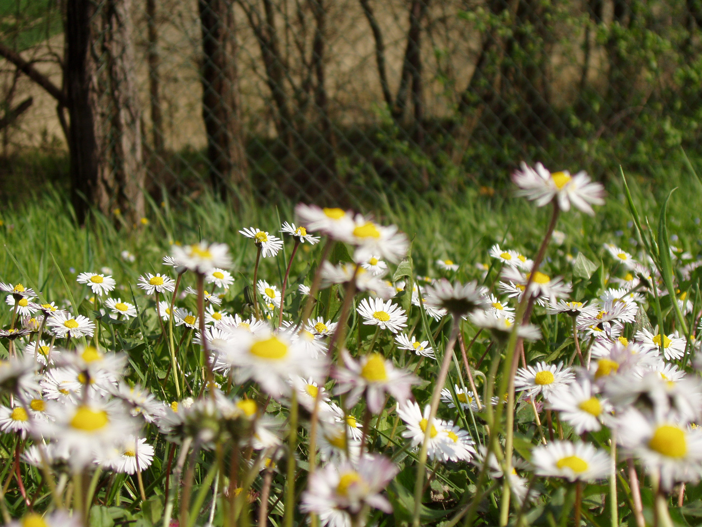 Primavera