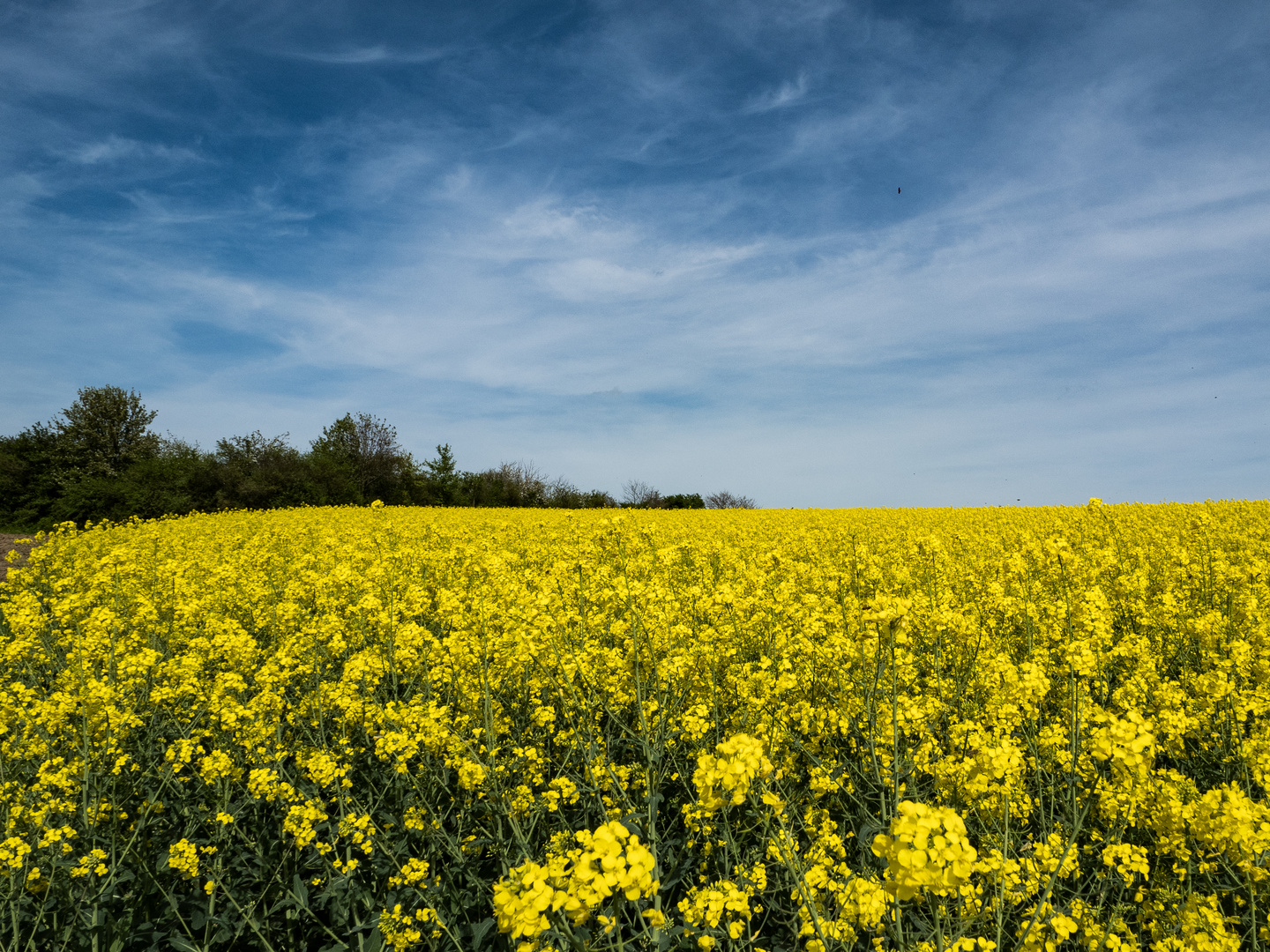 Primavera 