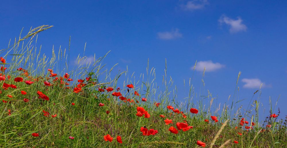 primavera dall'ombra dei fossi (1)