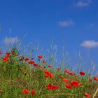 primavera dall'ombra dei fossi (1)