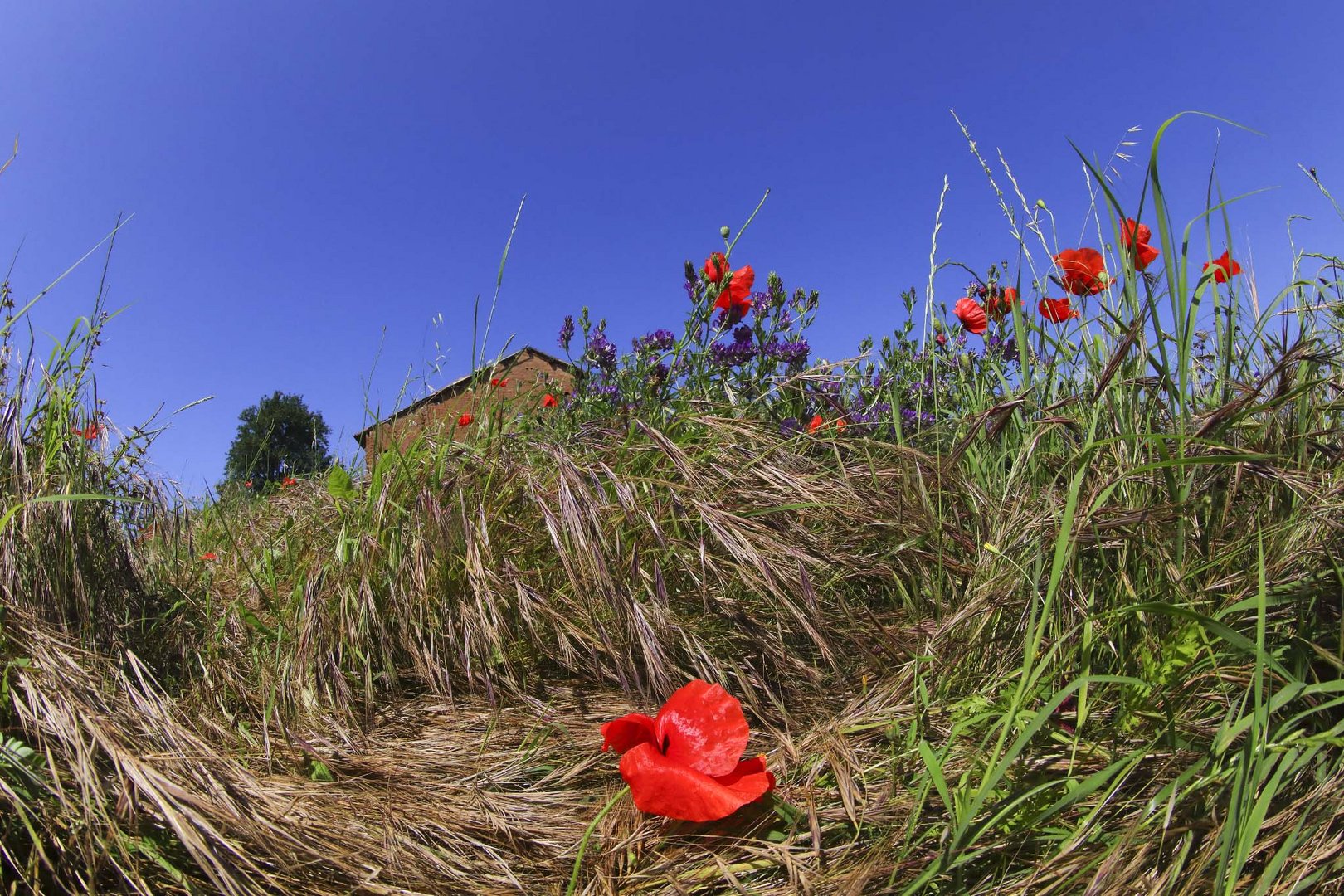 primavera dall'ombra dei fossi (2)