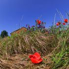 primavera dall'ombra dei fossi (2)