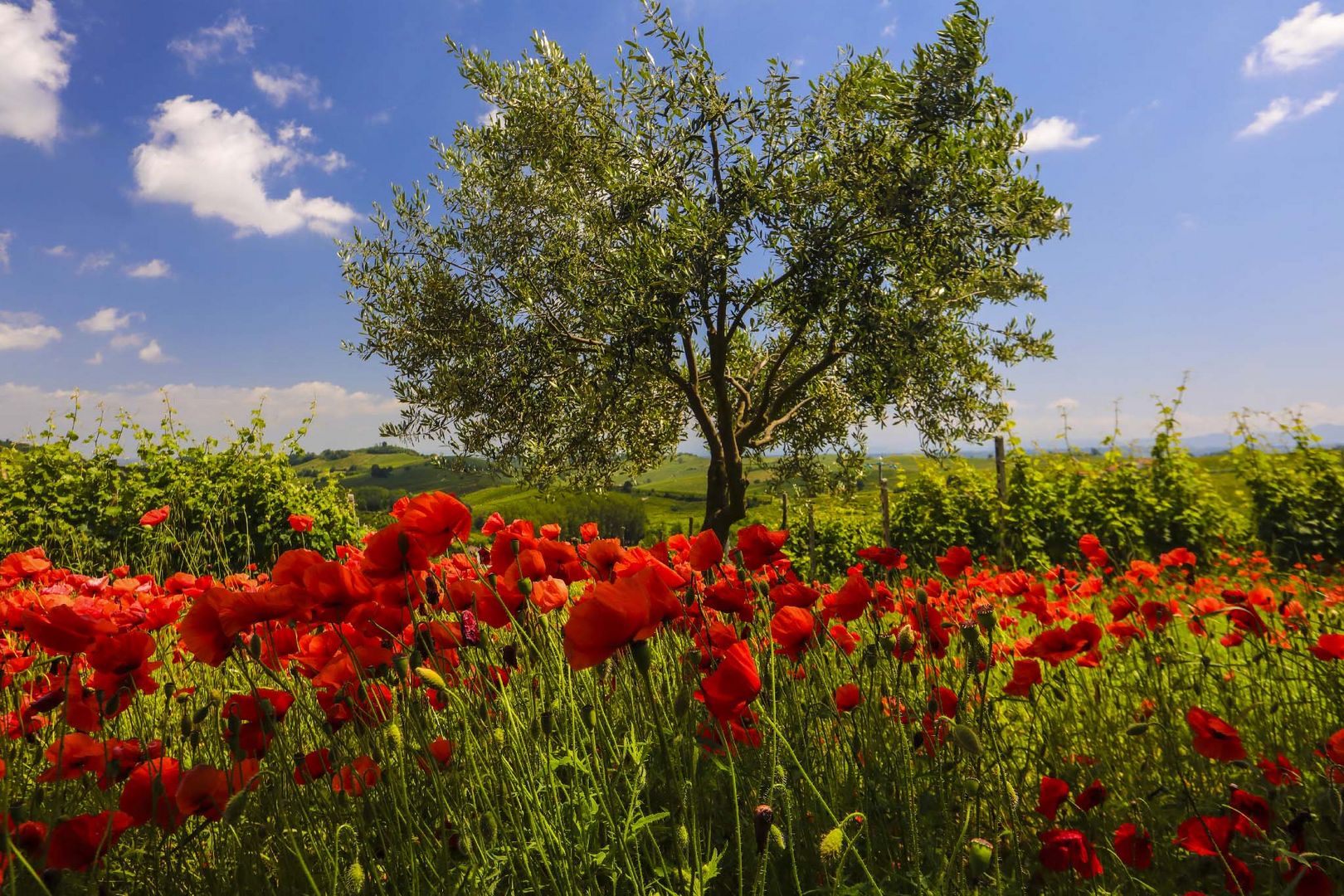 primavera dall'ombra dei fossi (3)