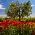 primavera dall'ombra dei fossi (3)