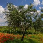 primavera dall'ombra dei fossi (4)