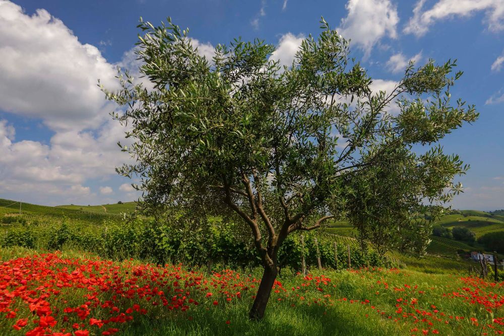 primavera dall'ombra dei fossi (4)