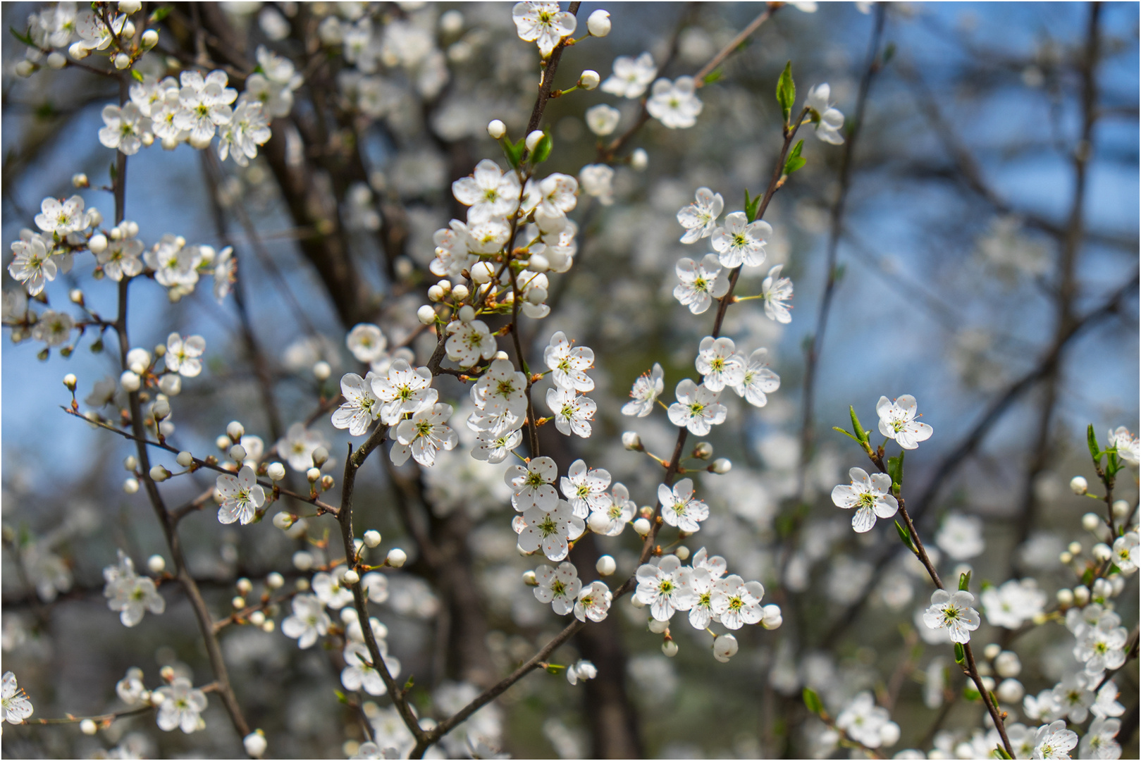 *PRIMAVERA*