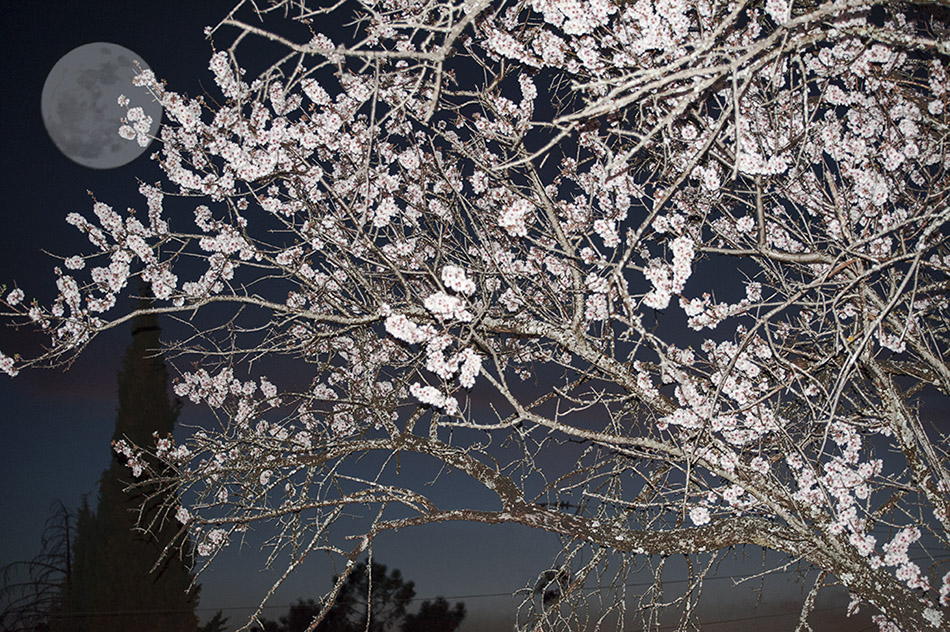 Primavera de noche