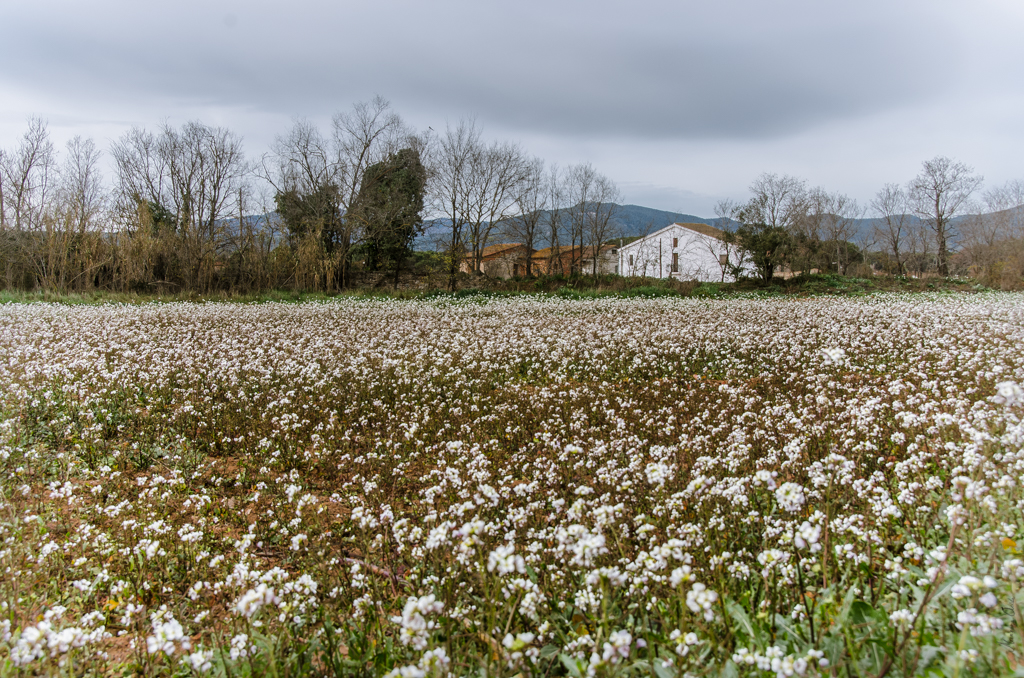 Primavera Desacompasada...