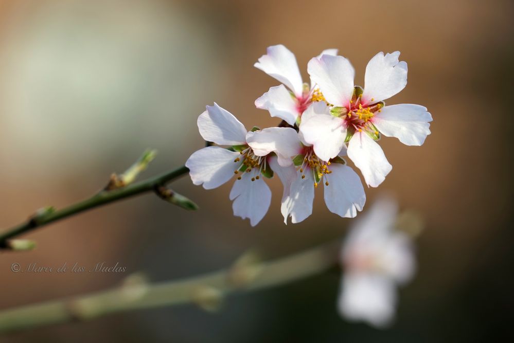 Primavera