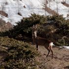 Primavera di montagna...