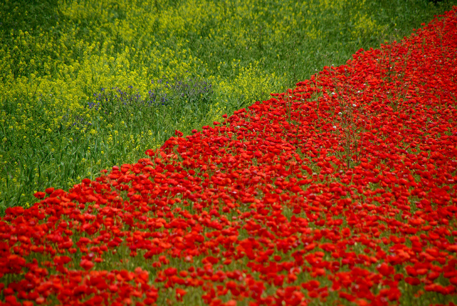 primavera diagonal