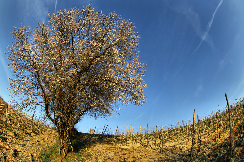 primavera d'inverno