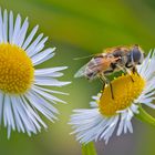 È primavera e comincia il nostro lavoro