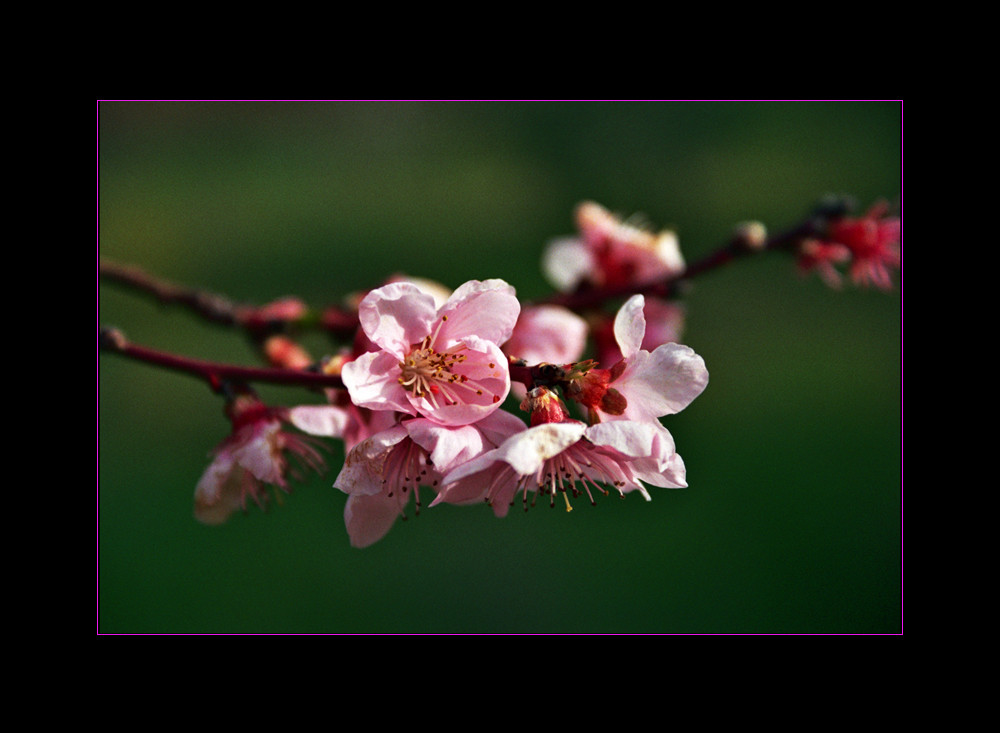 primavera