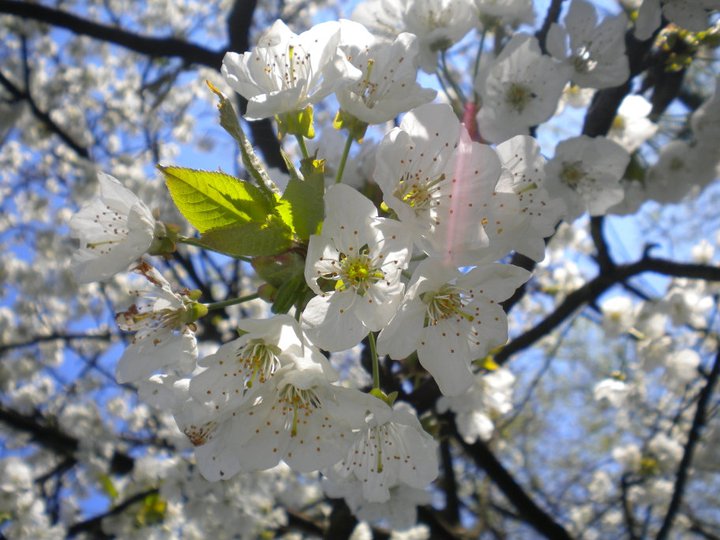 Primavera