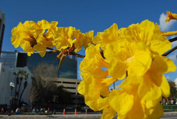 Primavera em Orlando