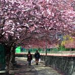 primavera en andorra   paseo parke central       con compra incluida