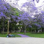  Primavera en BUENOS AIRES