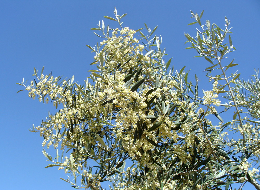 Primavera en Calles (Valenciana)..04