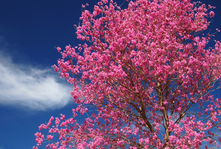 Primavera en Chajari-09-2008 (3)