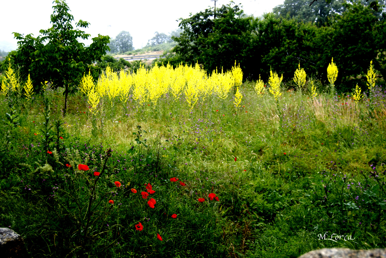 primavera en colmenar