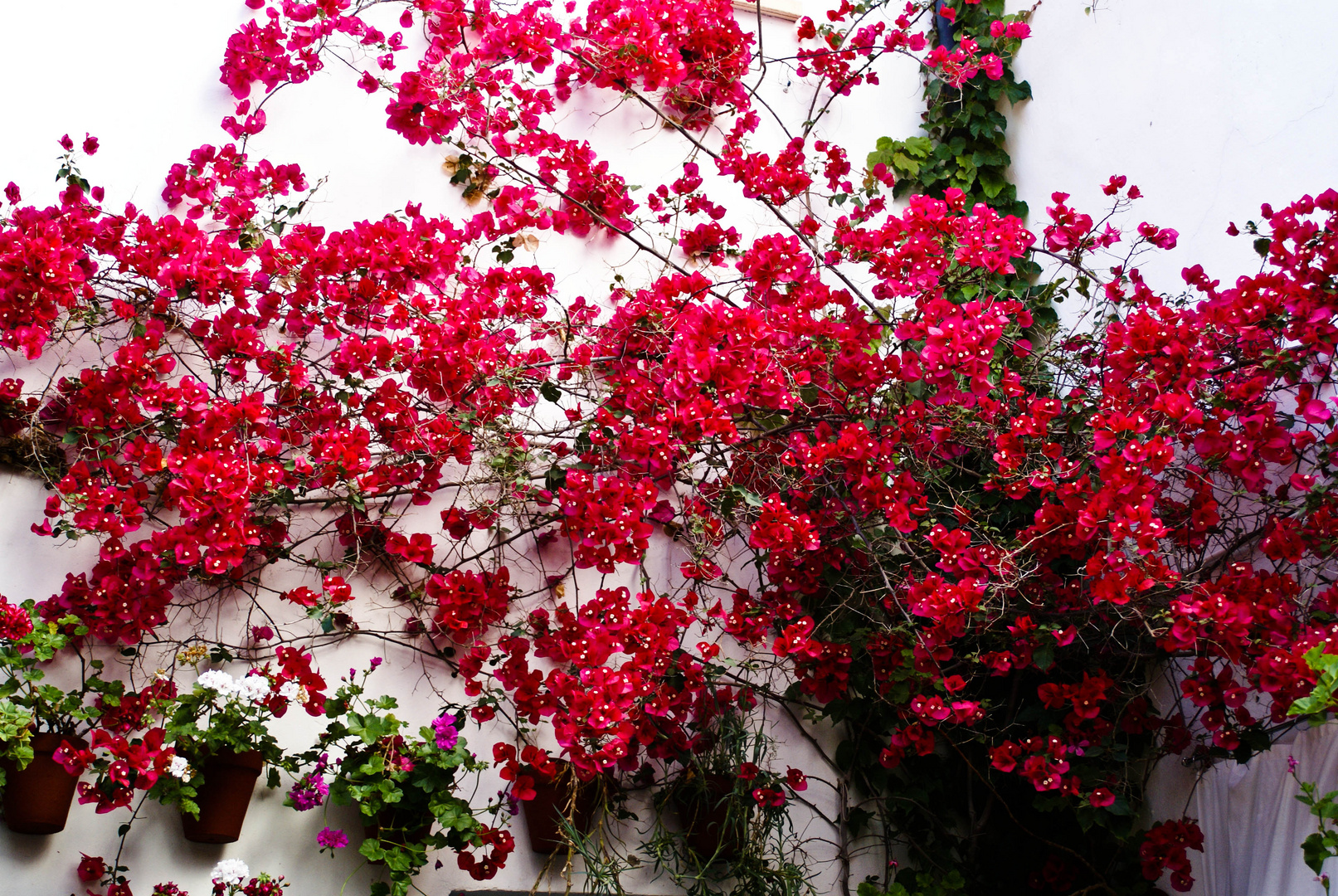 PRIMAVERA EN CORDOBA (III)