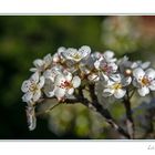 Primavera en deciembre