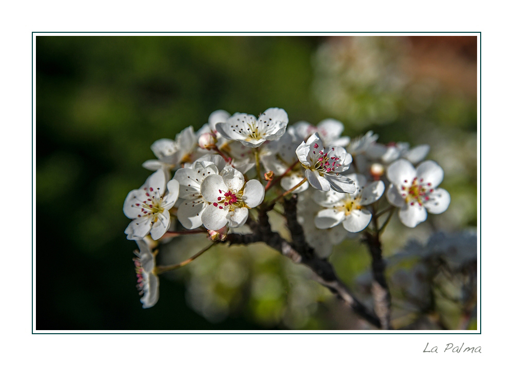 Primavera en deciembre