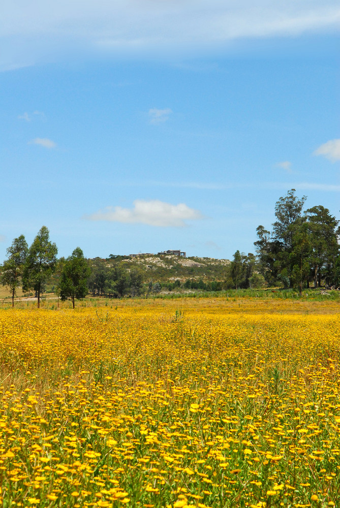 Primavera en el Campo-