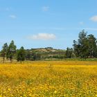 Primavera en el Campo-